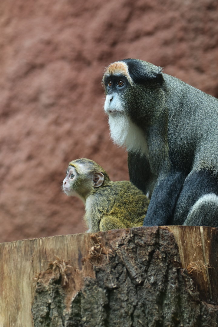 De Brazza's monkey