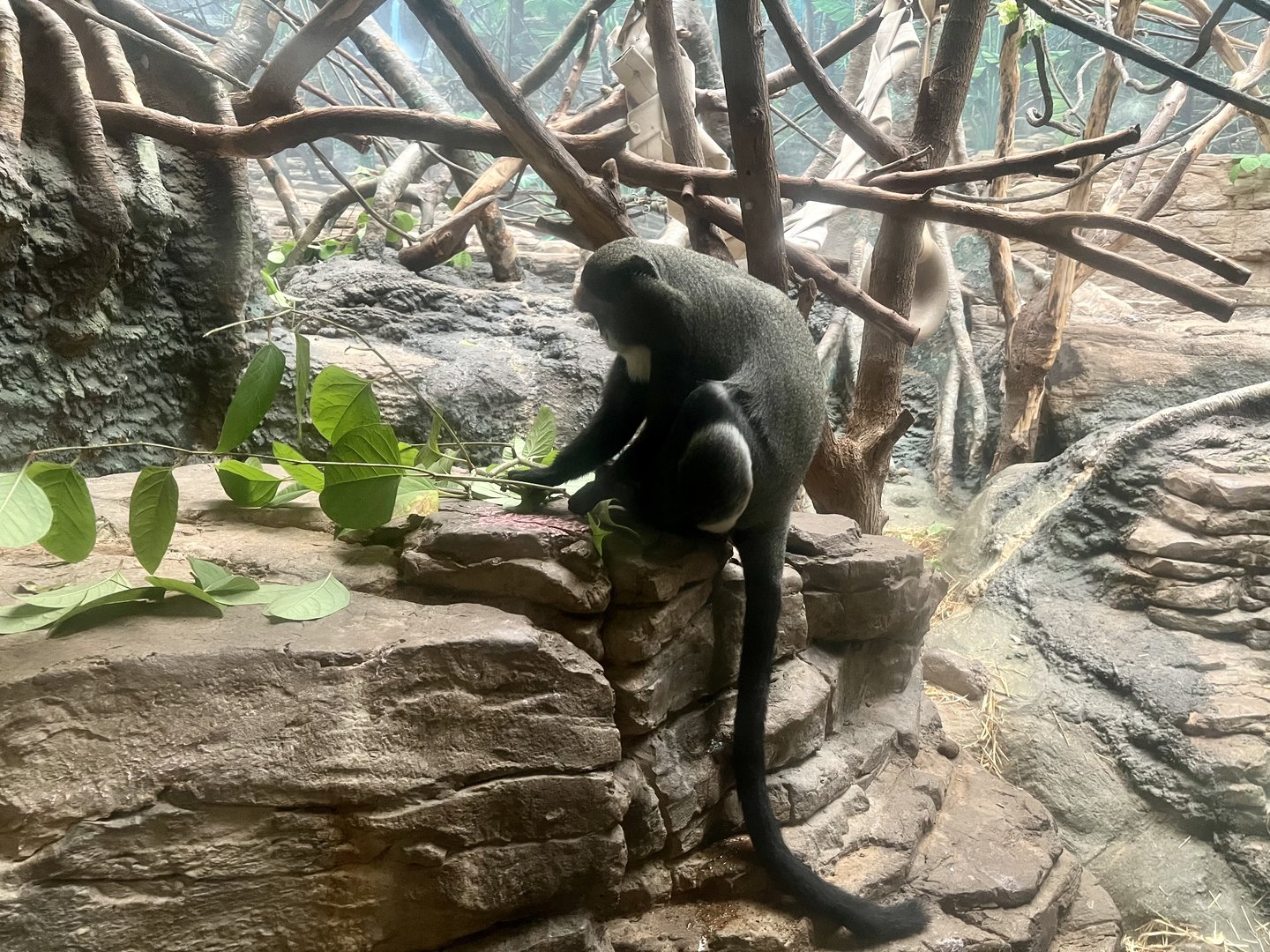 De Brazza’s Monkey