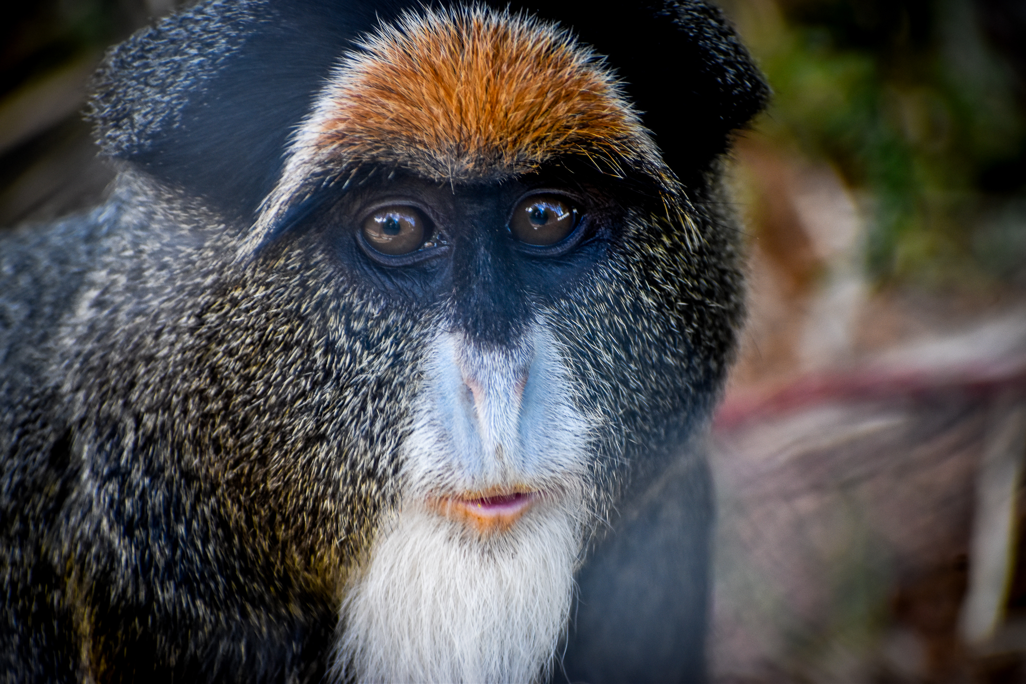De Brazza’s Monkey