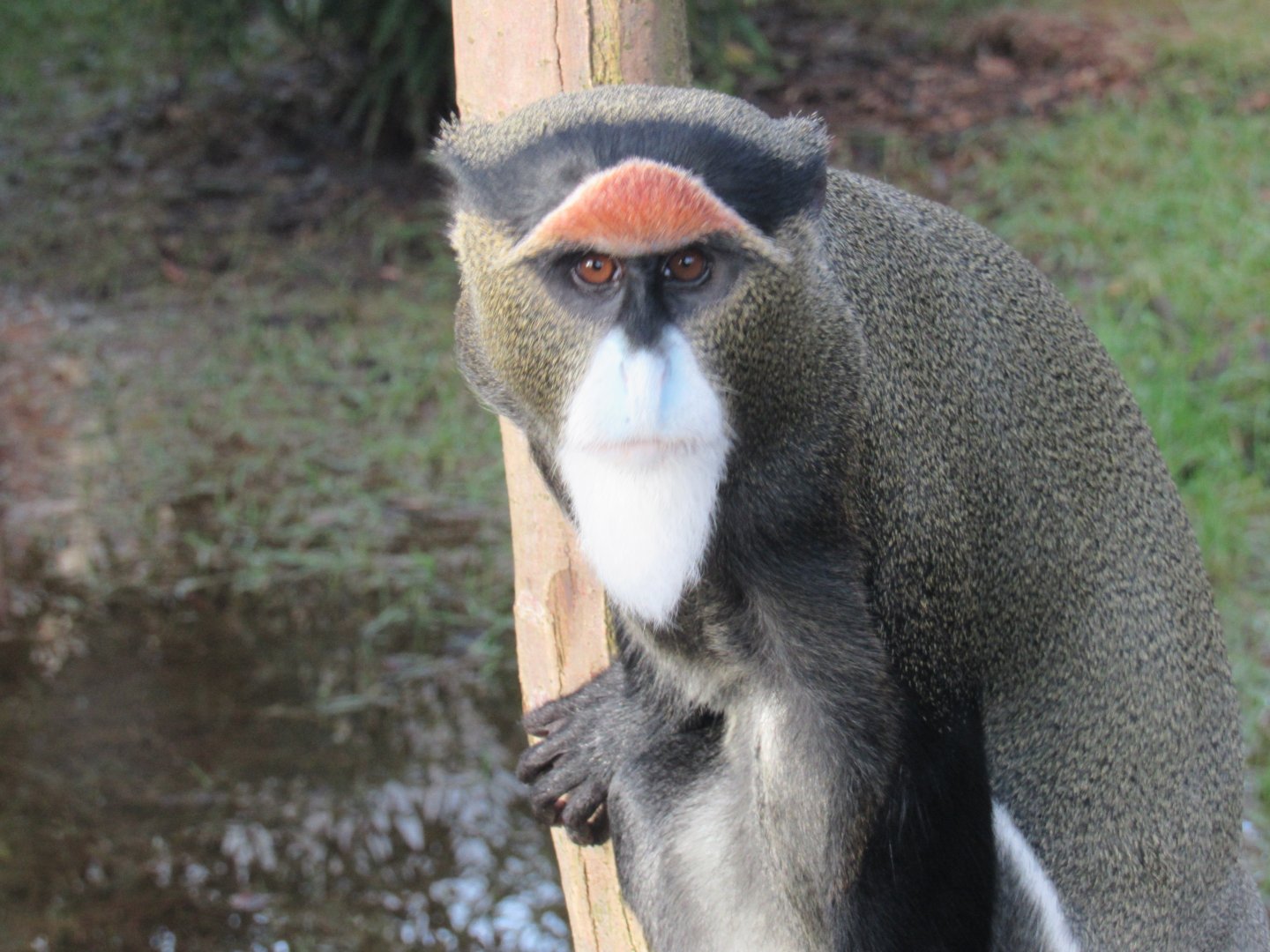 De Brazza’s monkey