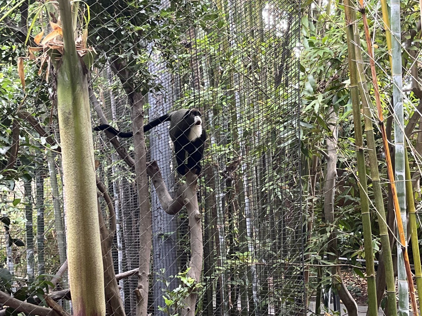 De Brazza’s Monkey