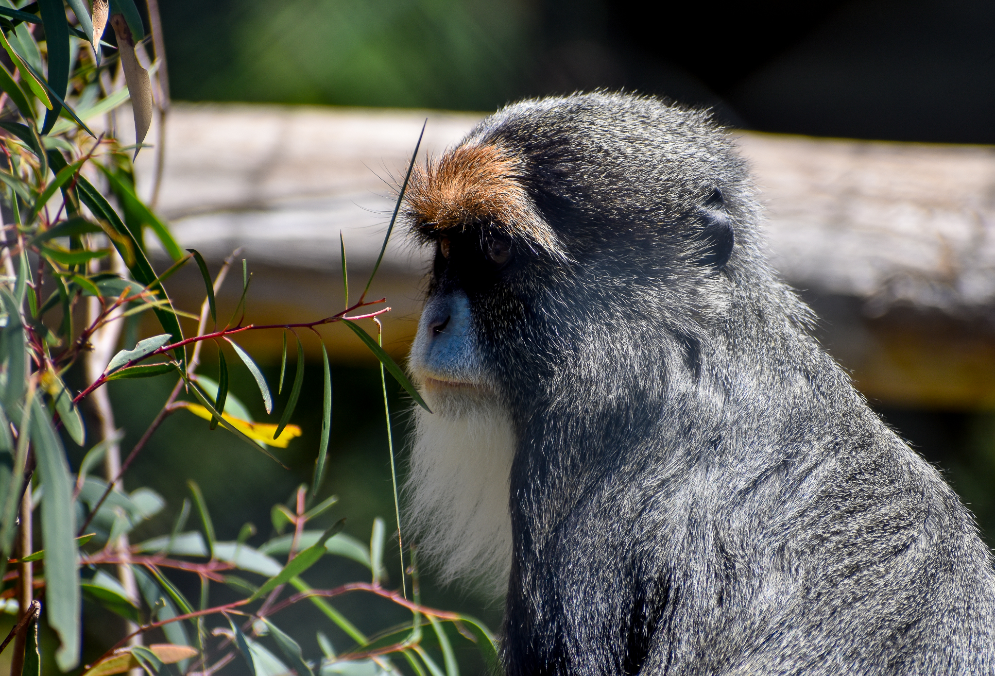 De Brazza's Monkey