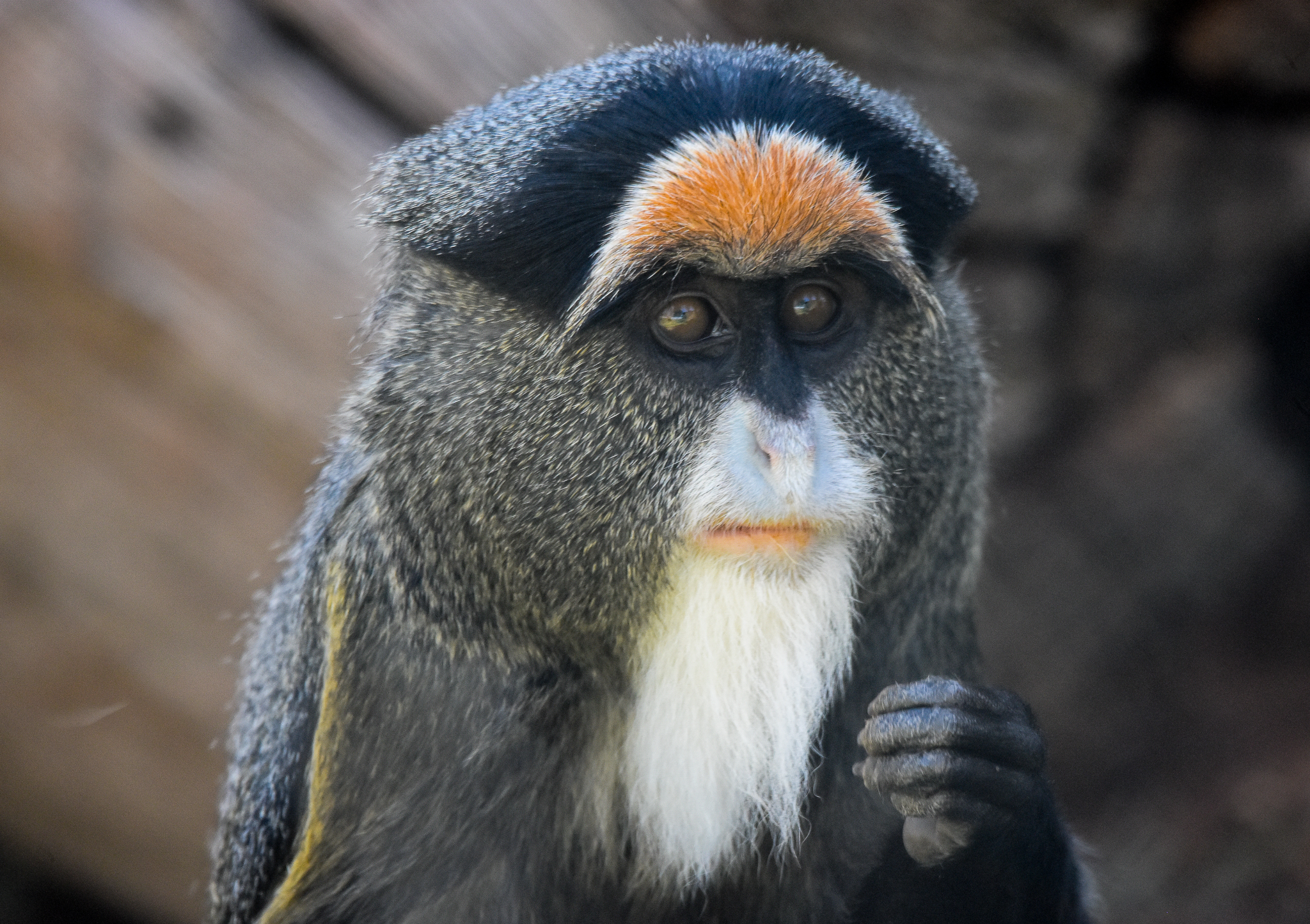 De Brazza's Monkey