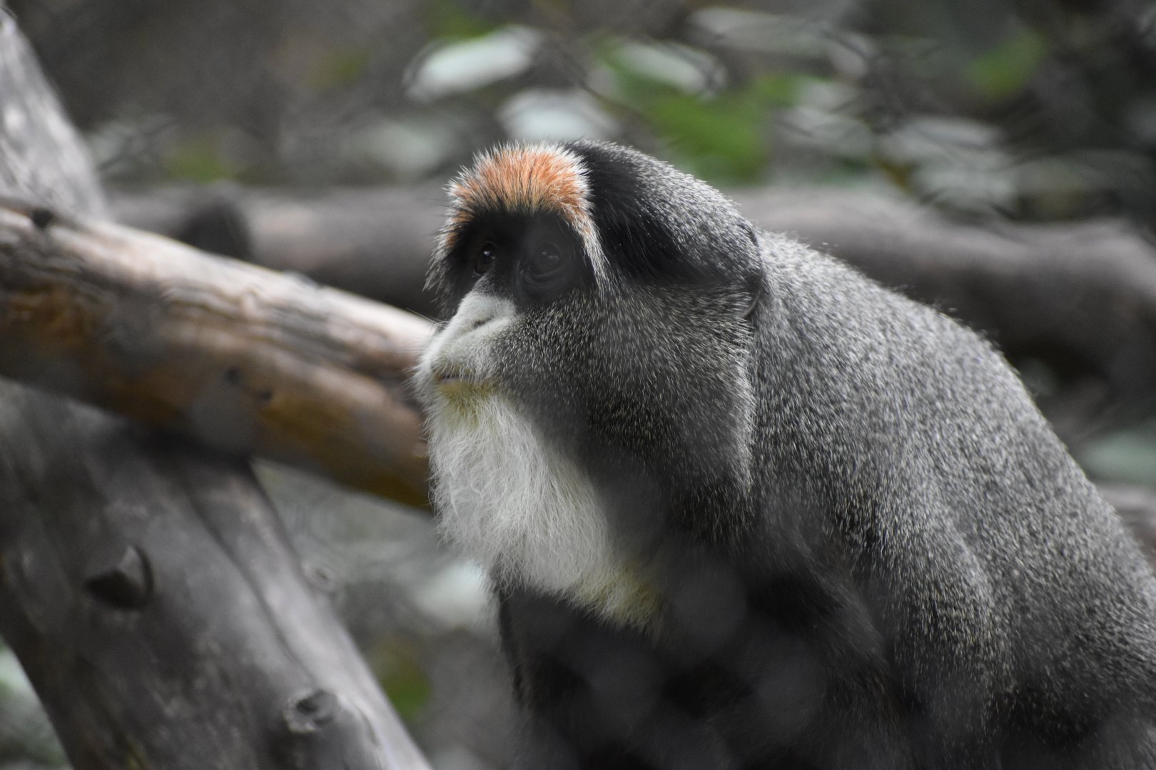 De Brazza's Monkey