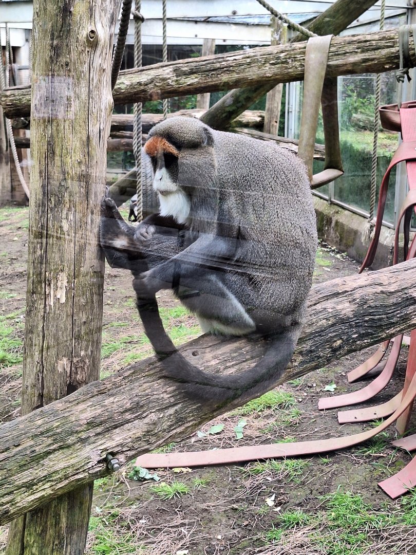 De Brazza's Monkey