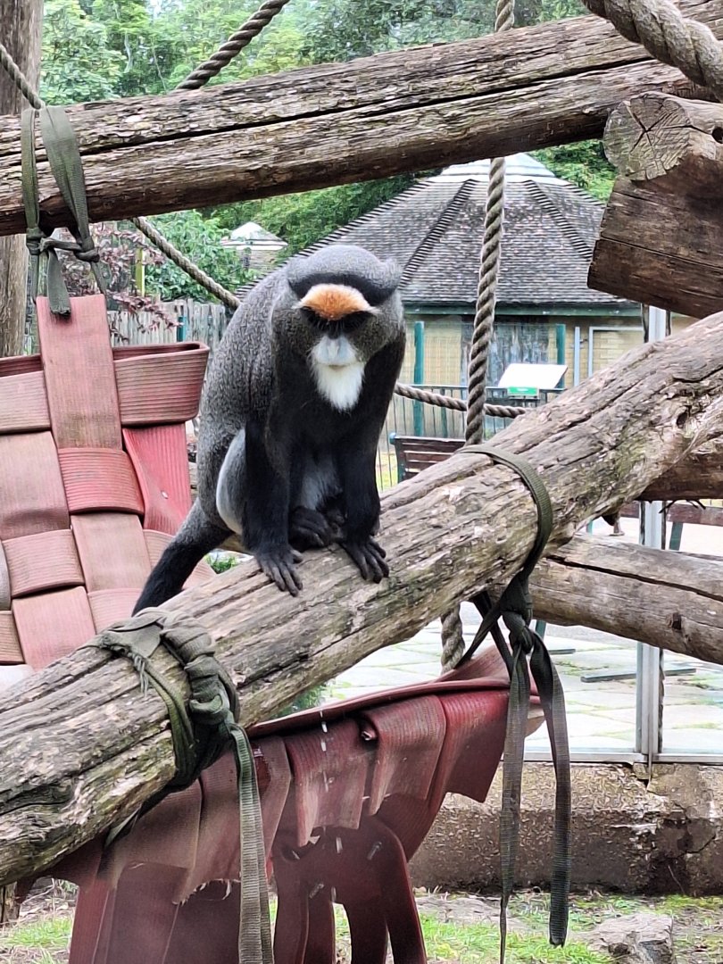De Brazza's Monkey