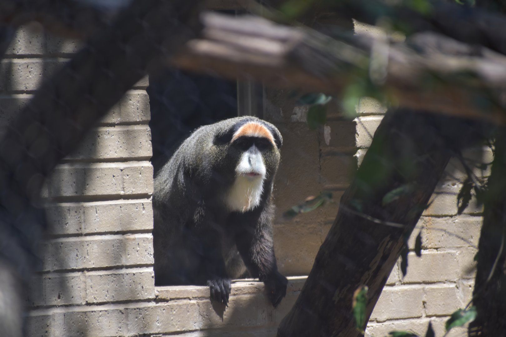 De Brazza's Monkey