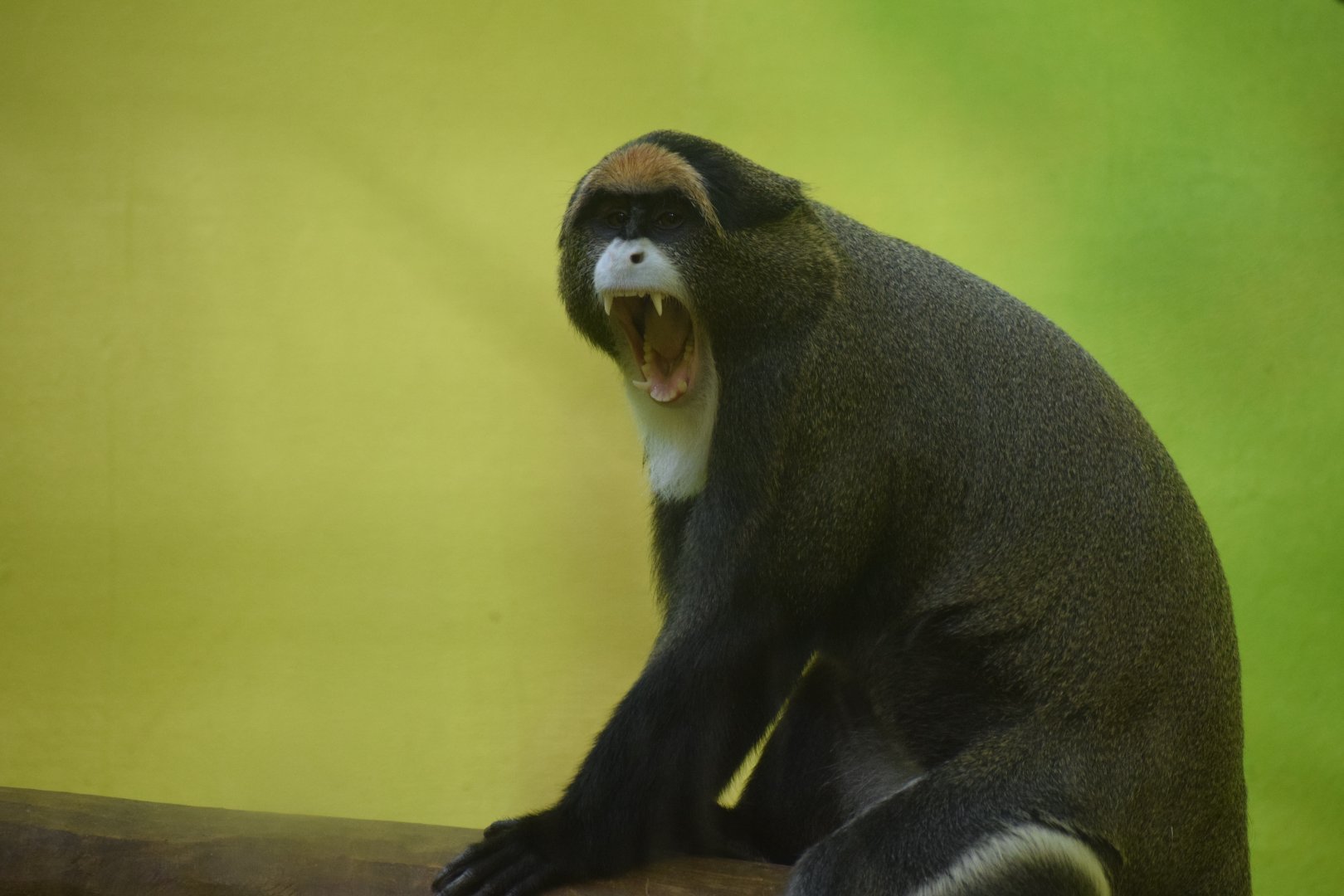 De Brazza's monkey