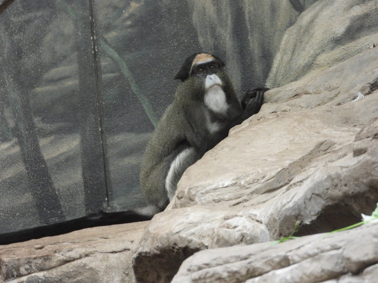 De Brazza's monkey