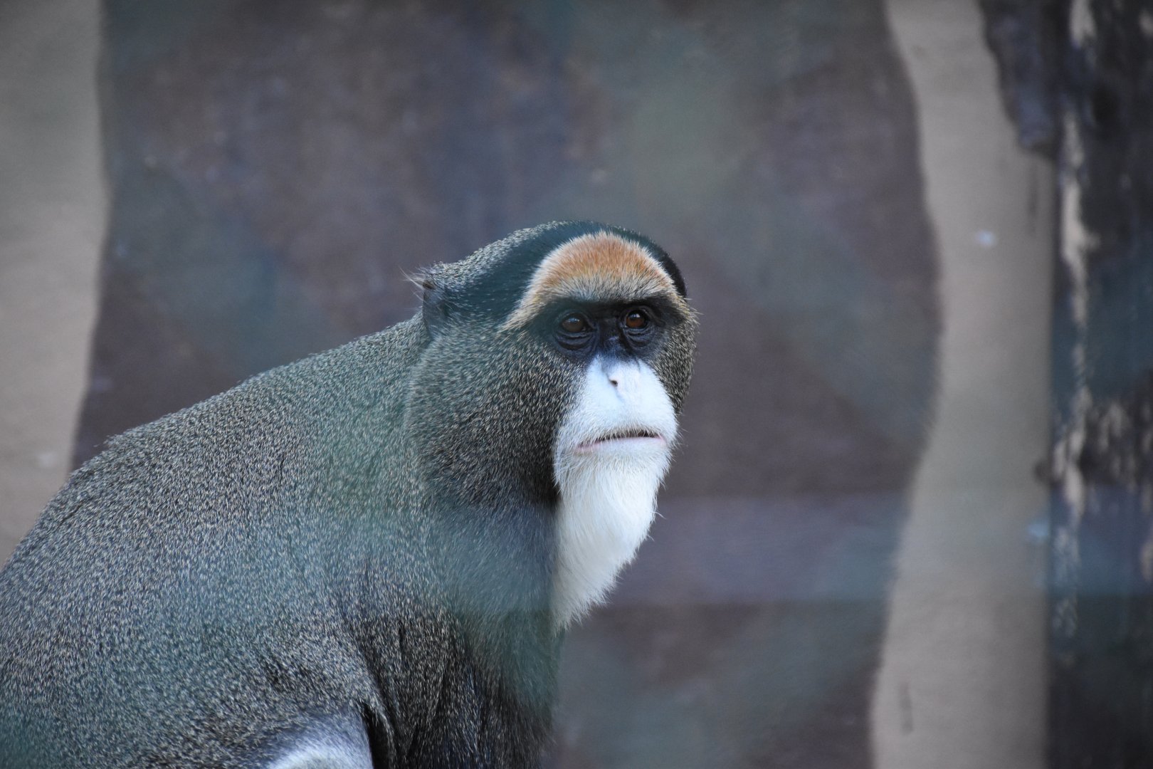 De Brazza's monkey