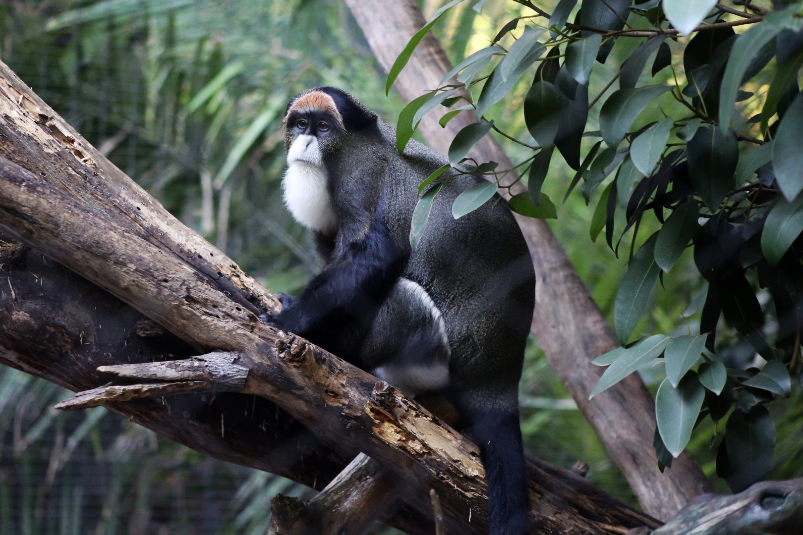 De Brazza's Monkey