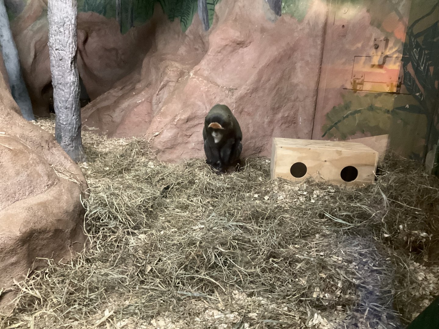 De Brazza’s Monkey