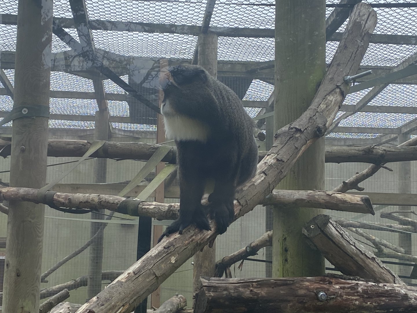 De brazza’s monkey