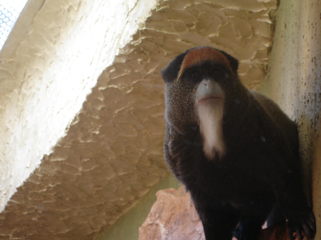De Brazza's Monkey