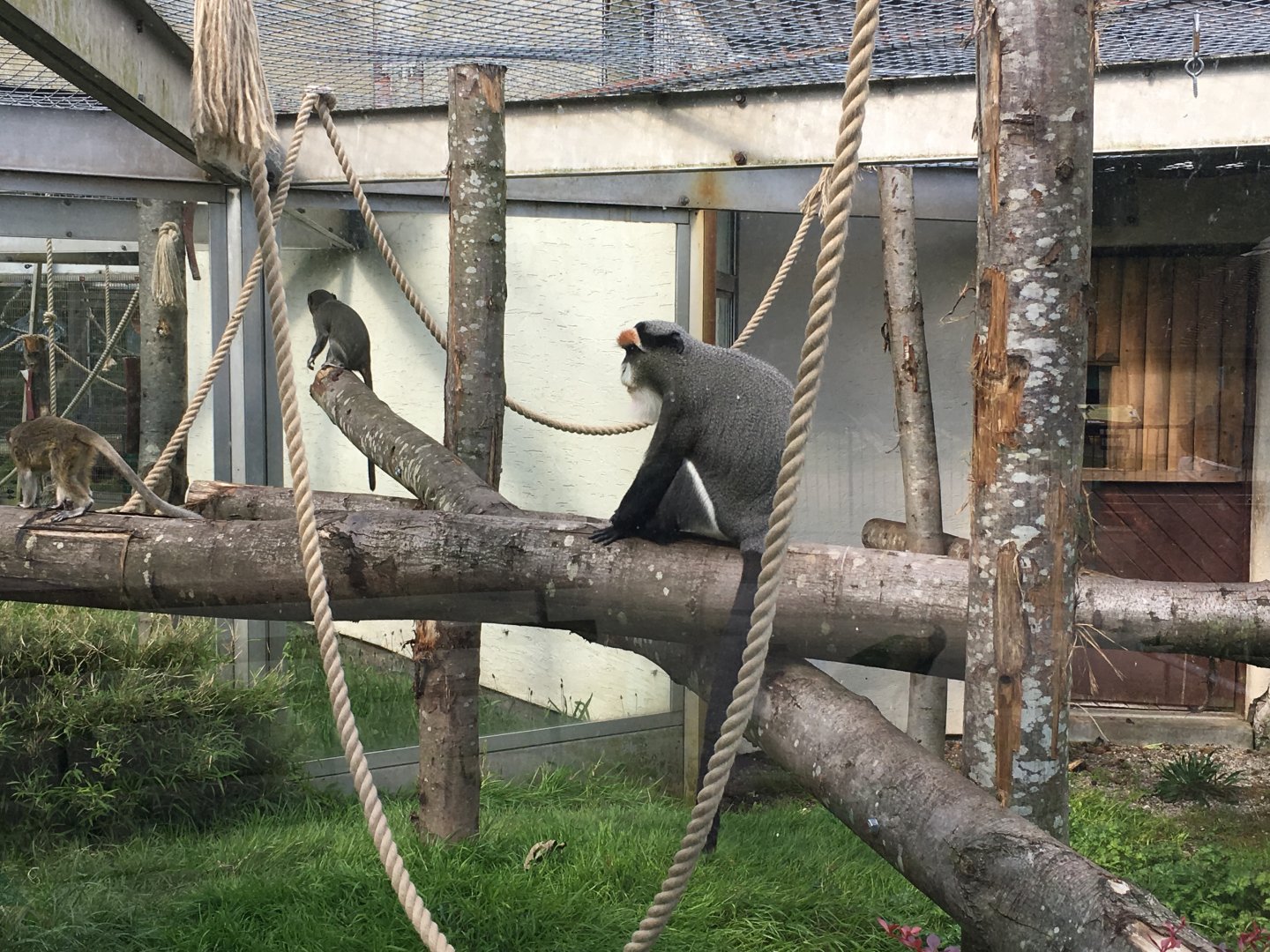 De Brazza's monkeys 040817