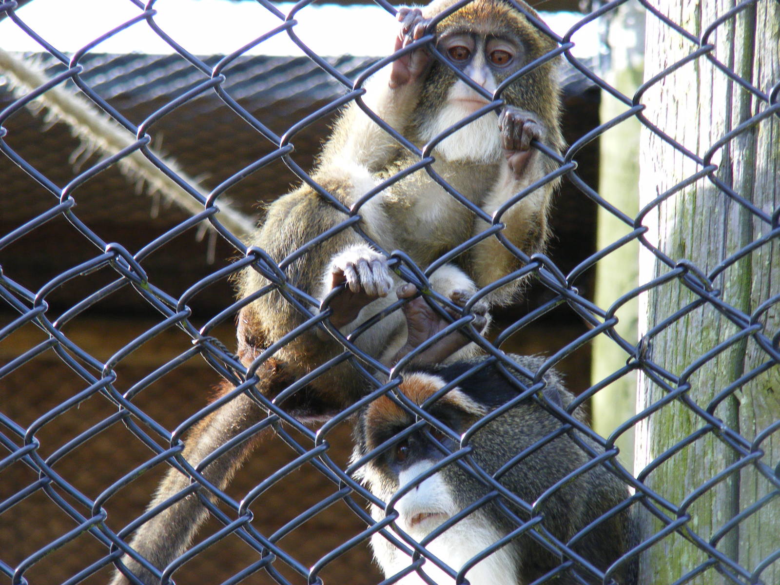 De Brazza's monkeys at Howletts Wild Animal Park, 3 April 2010