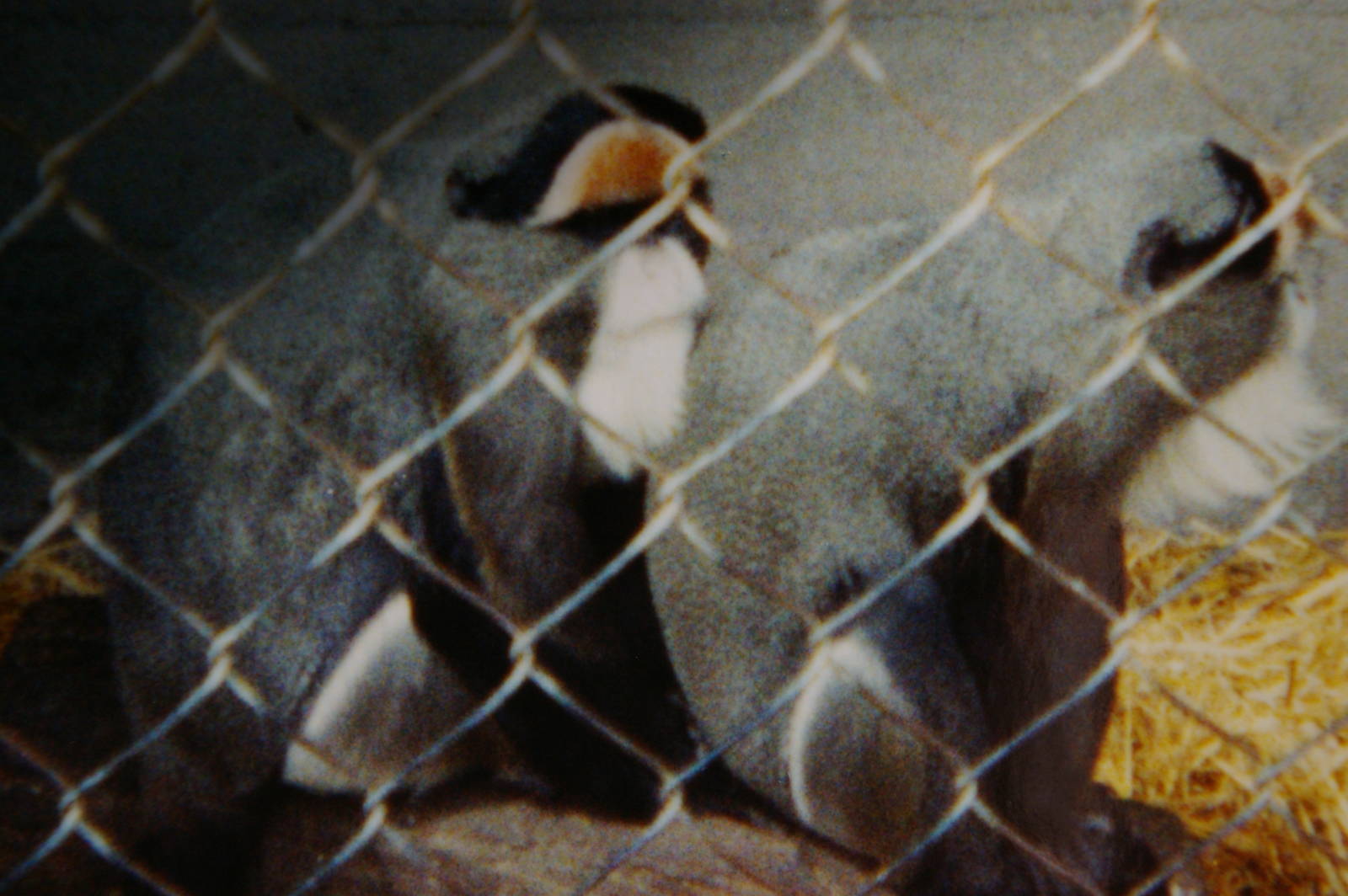 De Brazza's monkeys, North Brighton Zoo, Christchurch