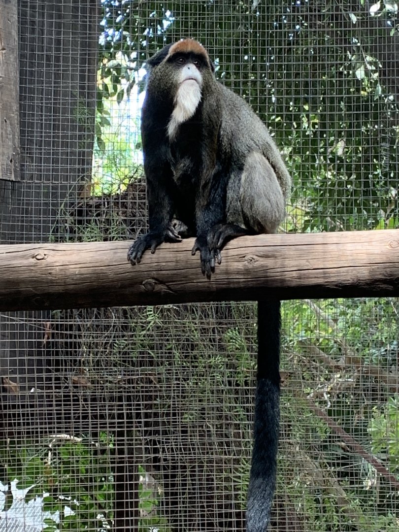 De Brazza's portrait