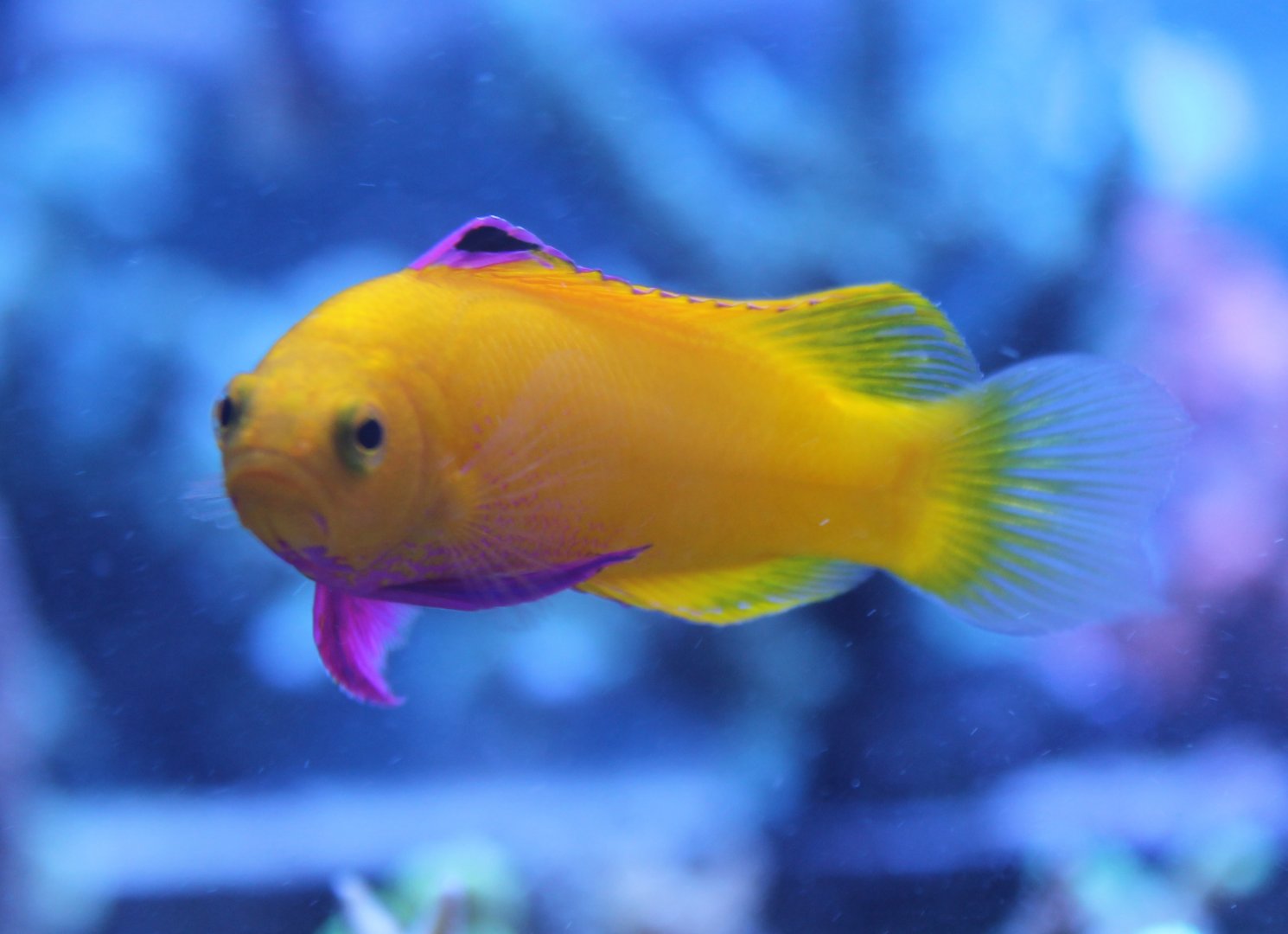 De Jong's gramma - Gramma dejongi