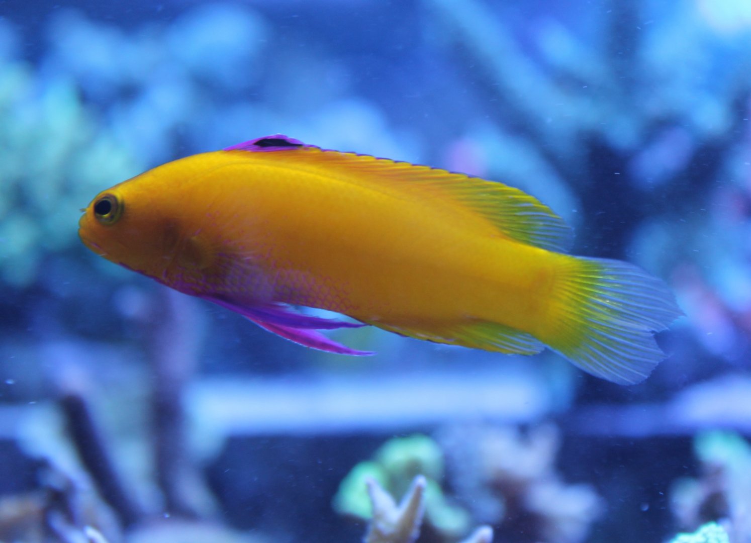 De Jong's gramma - Gramma dejongi