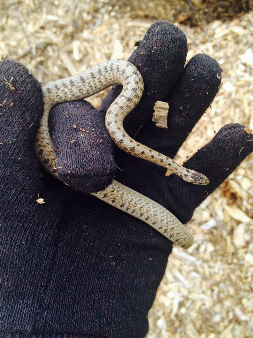 De Kay's snake in Baltimore, Maryland