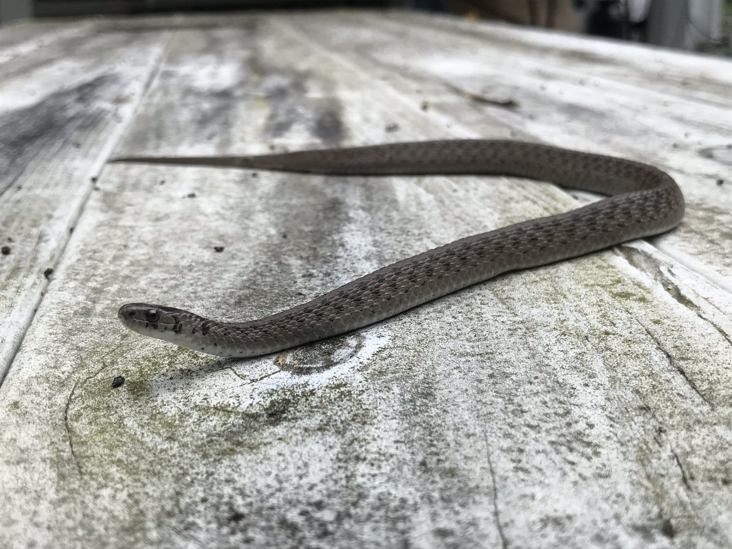 De Kay's snake in North Carolina