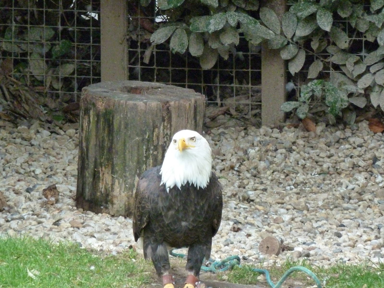 De Oliemeulen - Bald eagel
