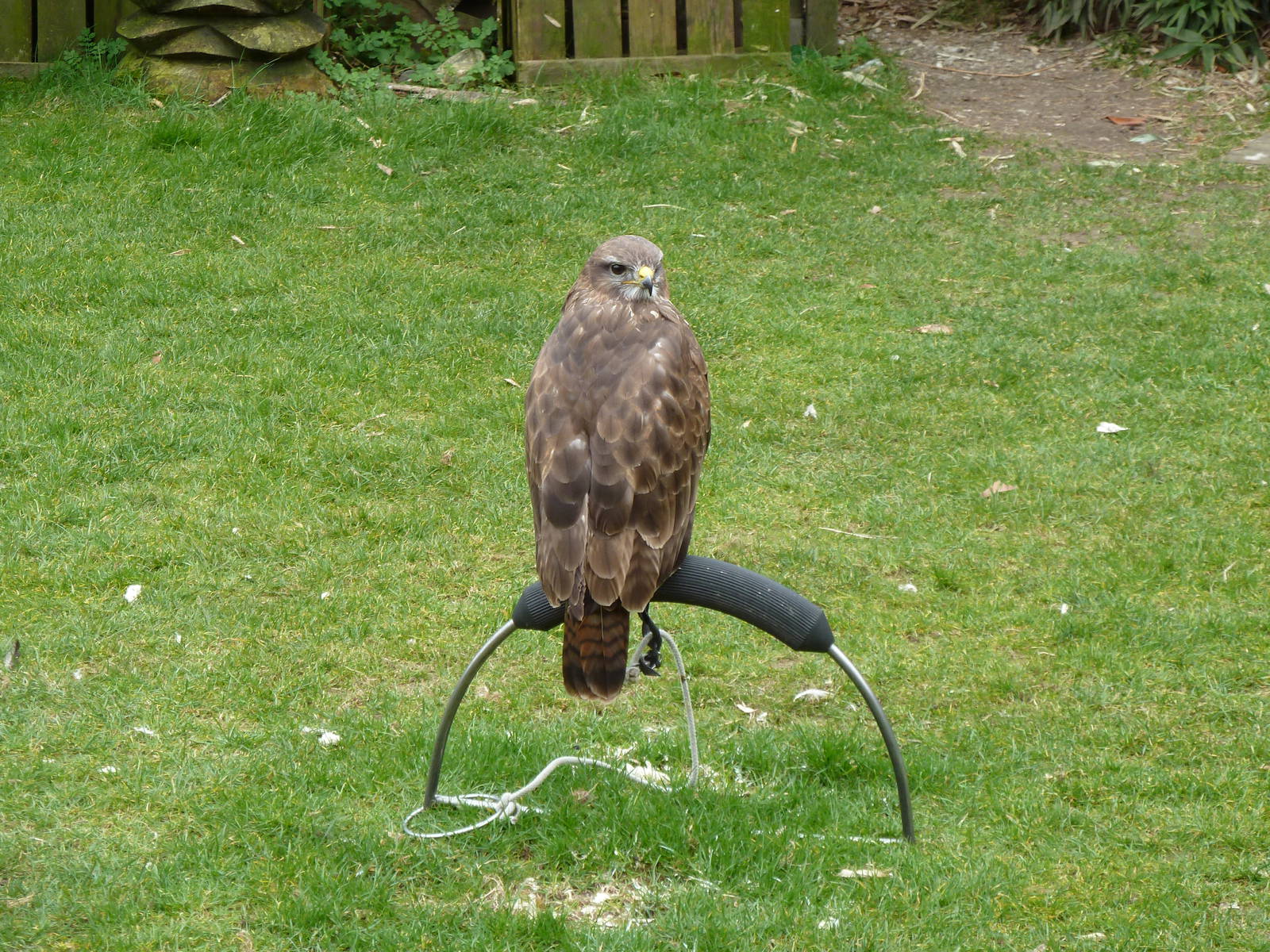 De Oliemeulen - Buzzerd