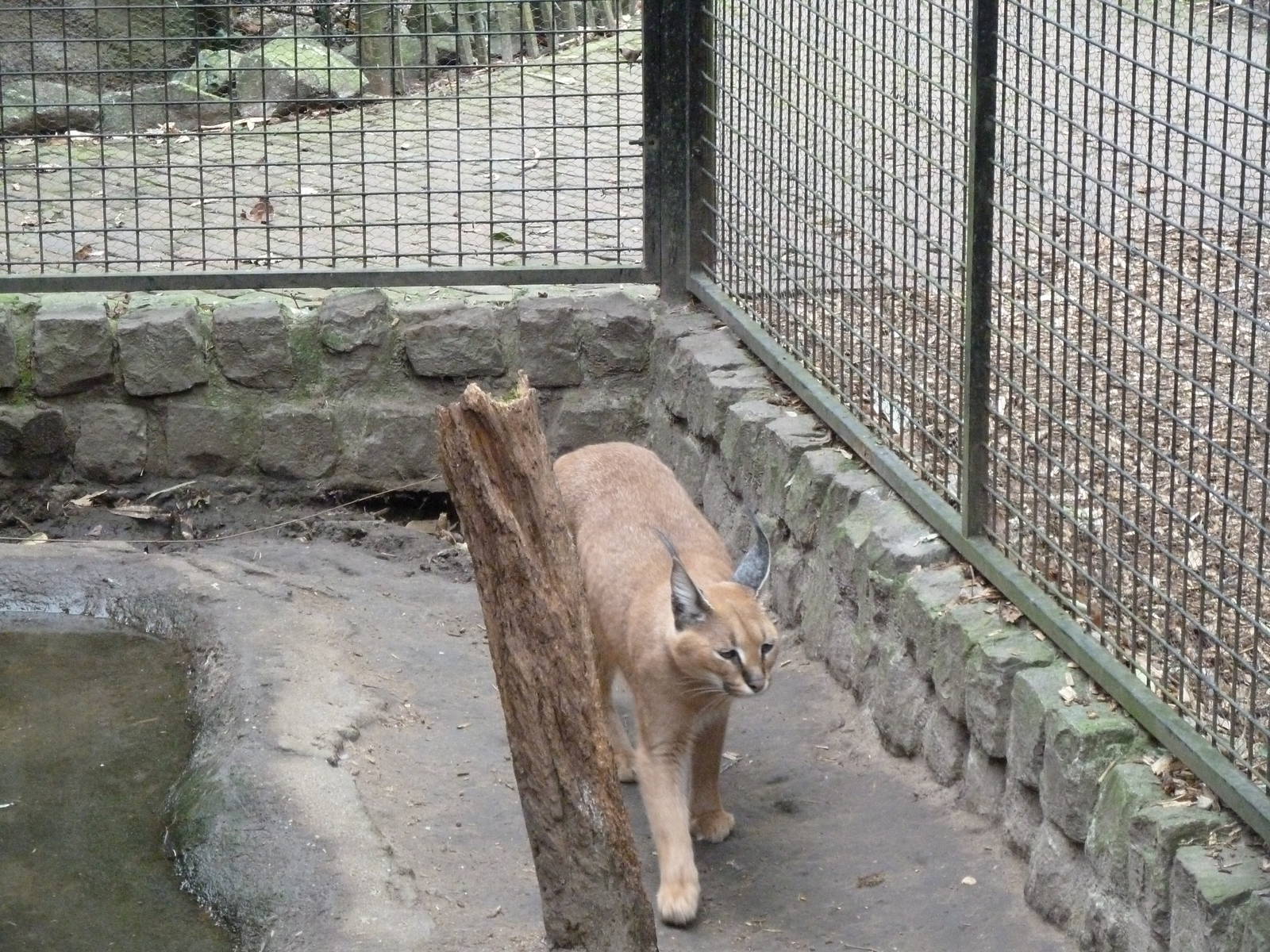 De Oliemeulen - Caracal