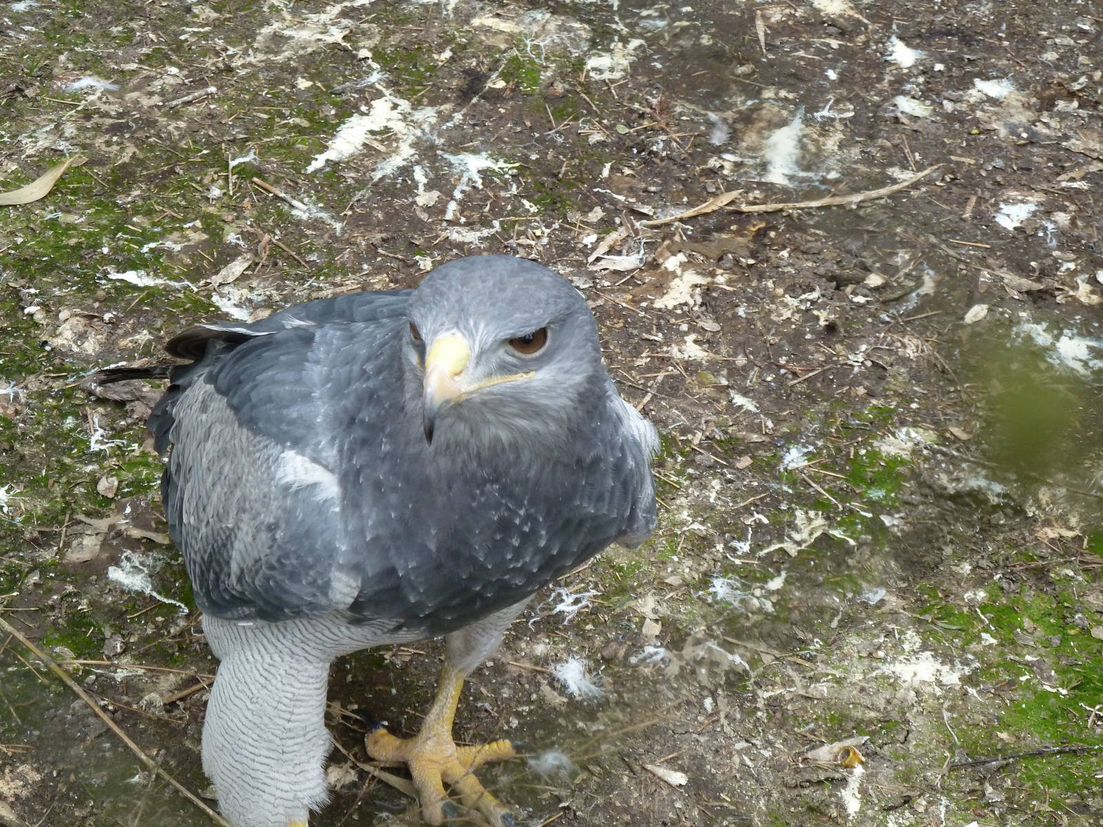 De Oliemeulen - Chilean eagel (female)
