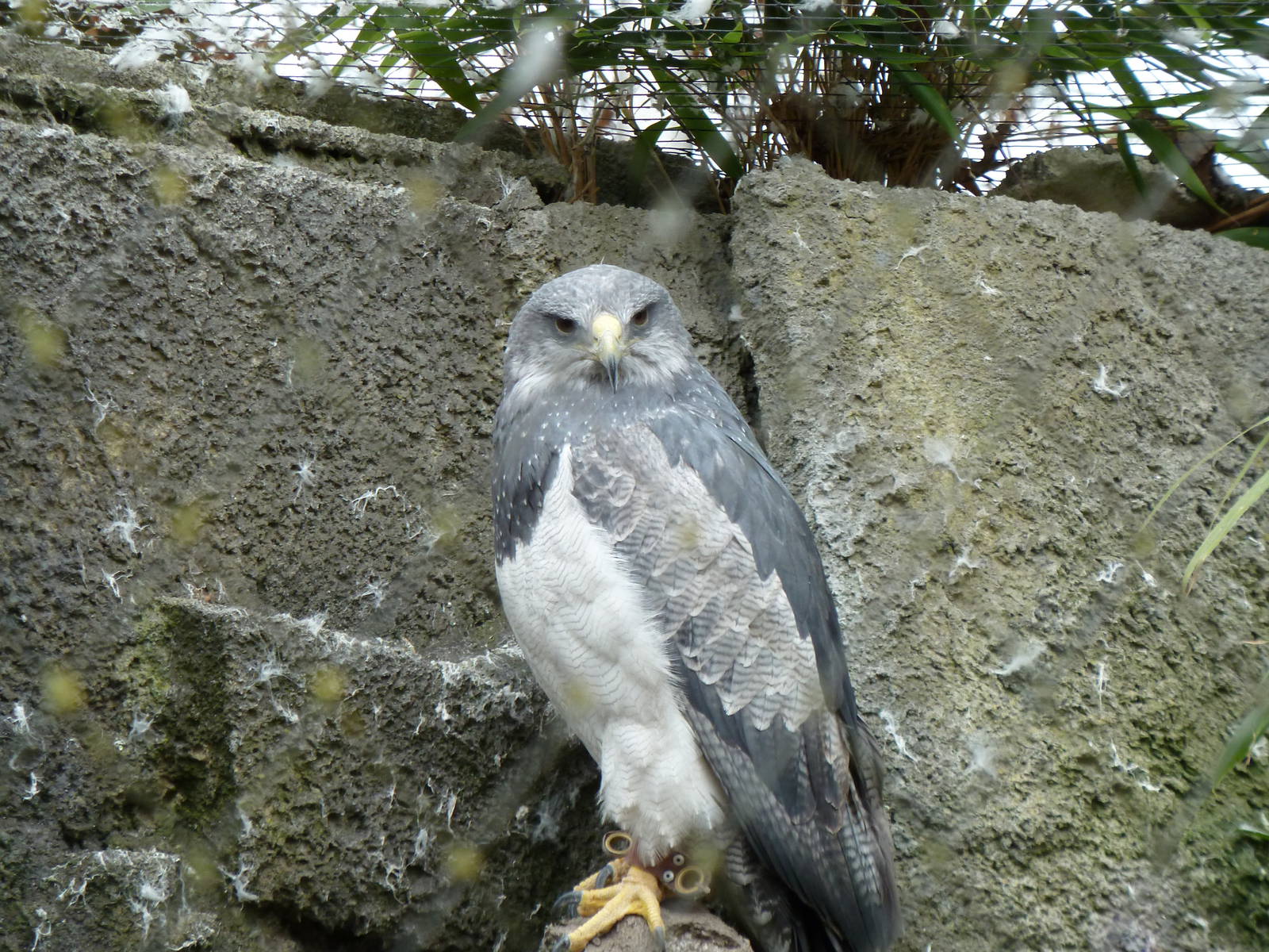 De Oliemeulen - Chilean Eagel (male)