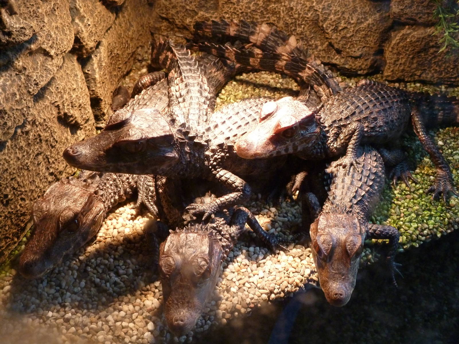 De Oliemeulen - Cuvier's dwarf caiman