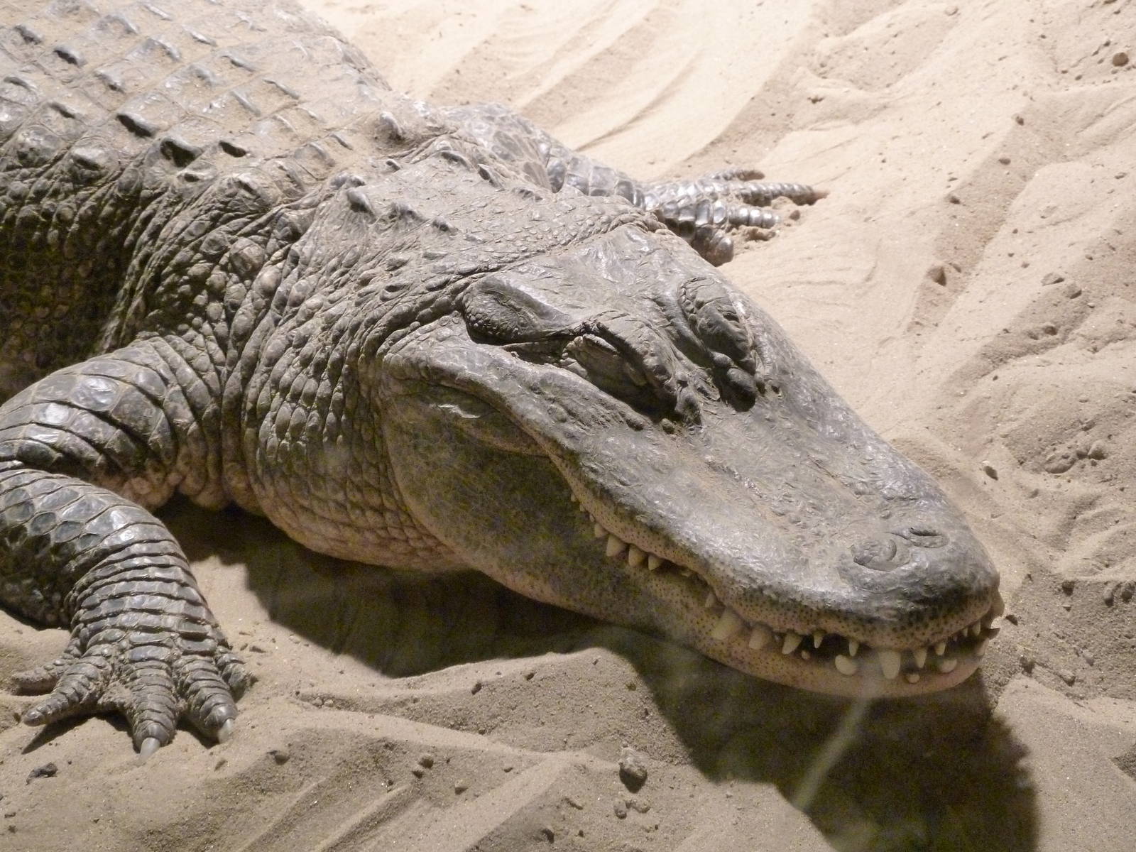 De Oliemeulen - Mississippi Aligator