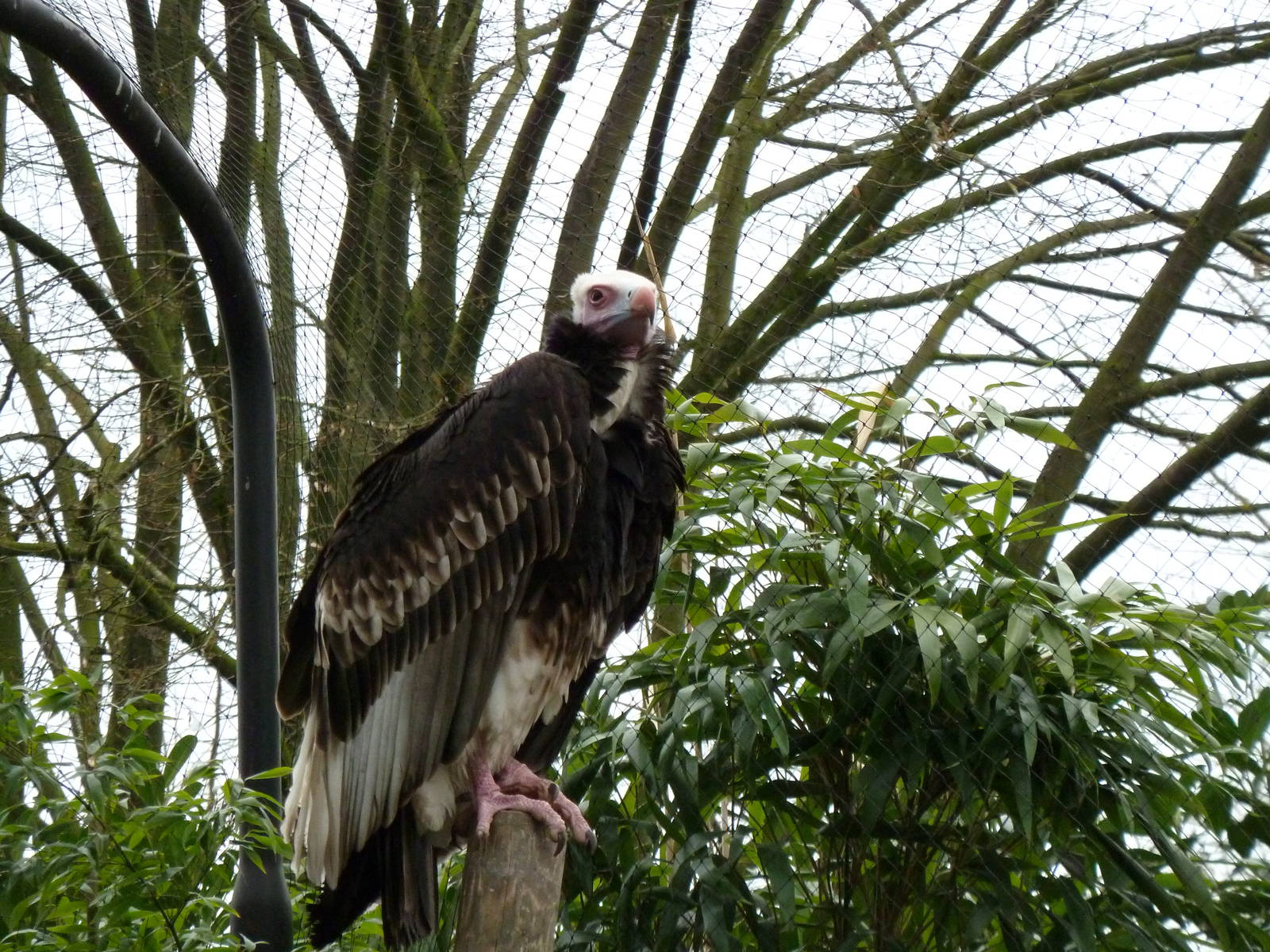 De Oliemeulen -White-headed vulture