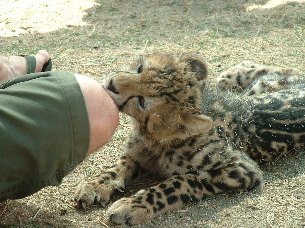 De Wildt Cheetah Sanctuary