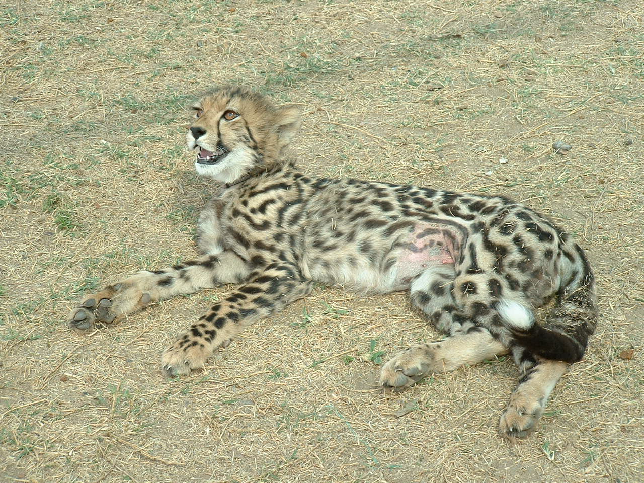 De Wildt Cheetah Sanctuary