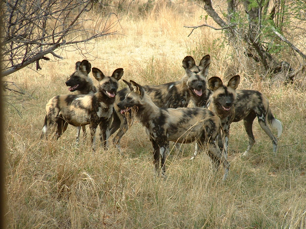 De Wildt Cheetah Sanctuary