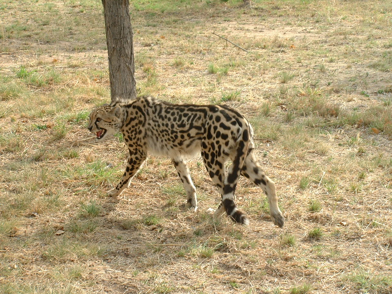 De Wildt Cheetah Sanctuary