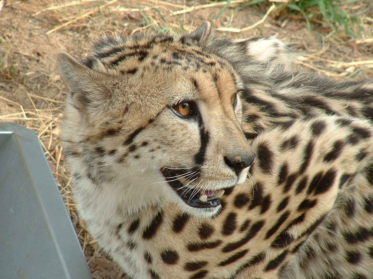 De Wildt Cheetah Sanctuary