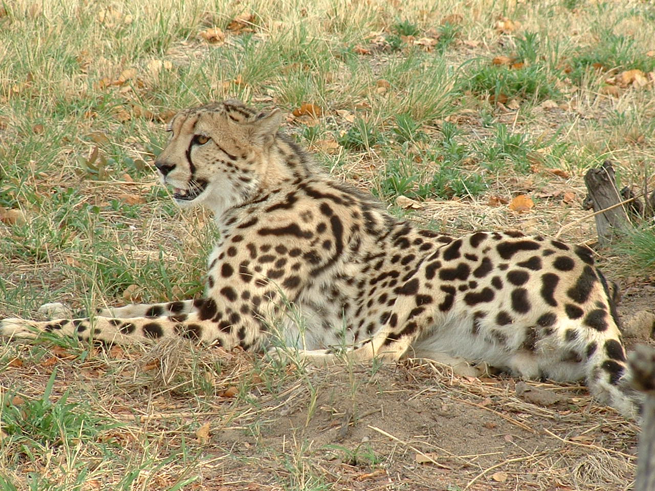 De Wildt Cheetah Sanctuary