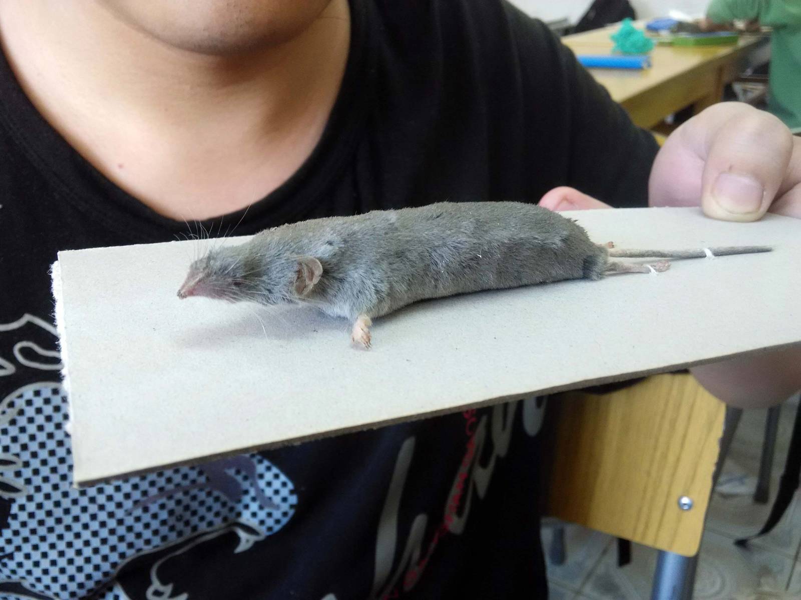 De Winton's shrew (Chodsigoa hypsibius) - Beijing
