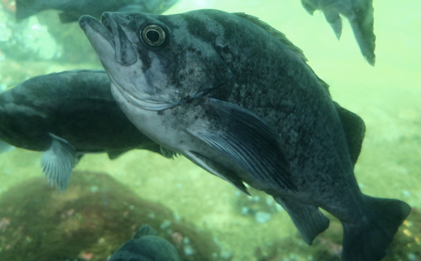 Deacon Rockfish (Sebastes diaconus)