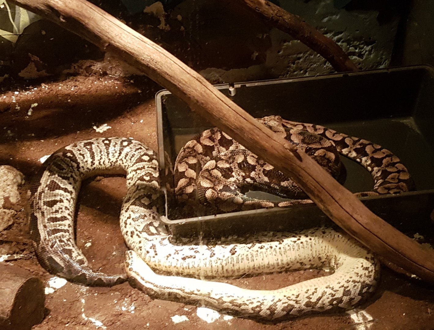 Dead and living Dumeril's boa