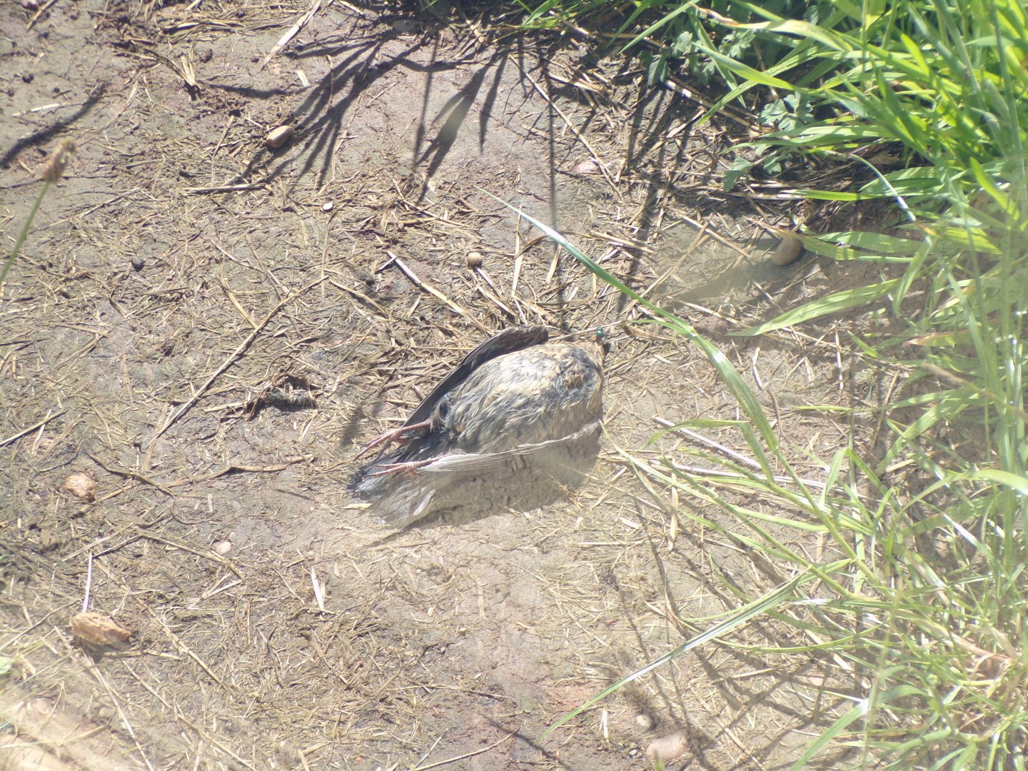 Dead bird in tiger enclosure 7.7.24