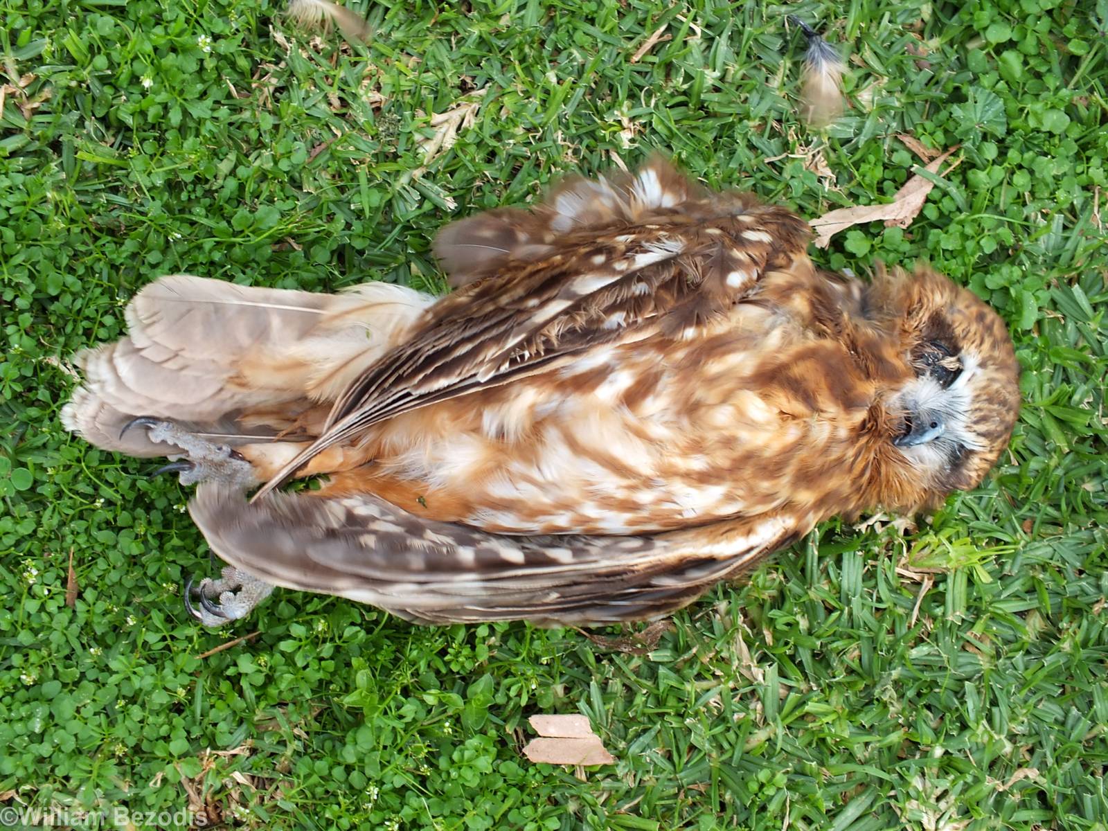 Dead Boobook Owl