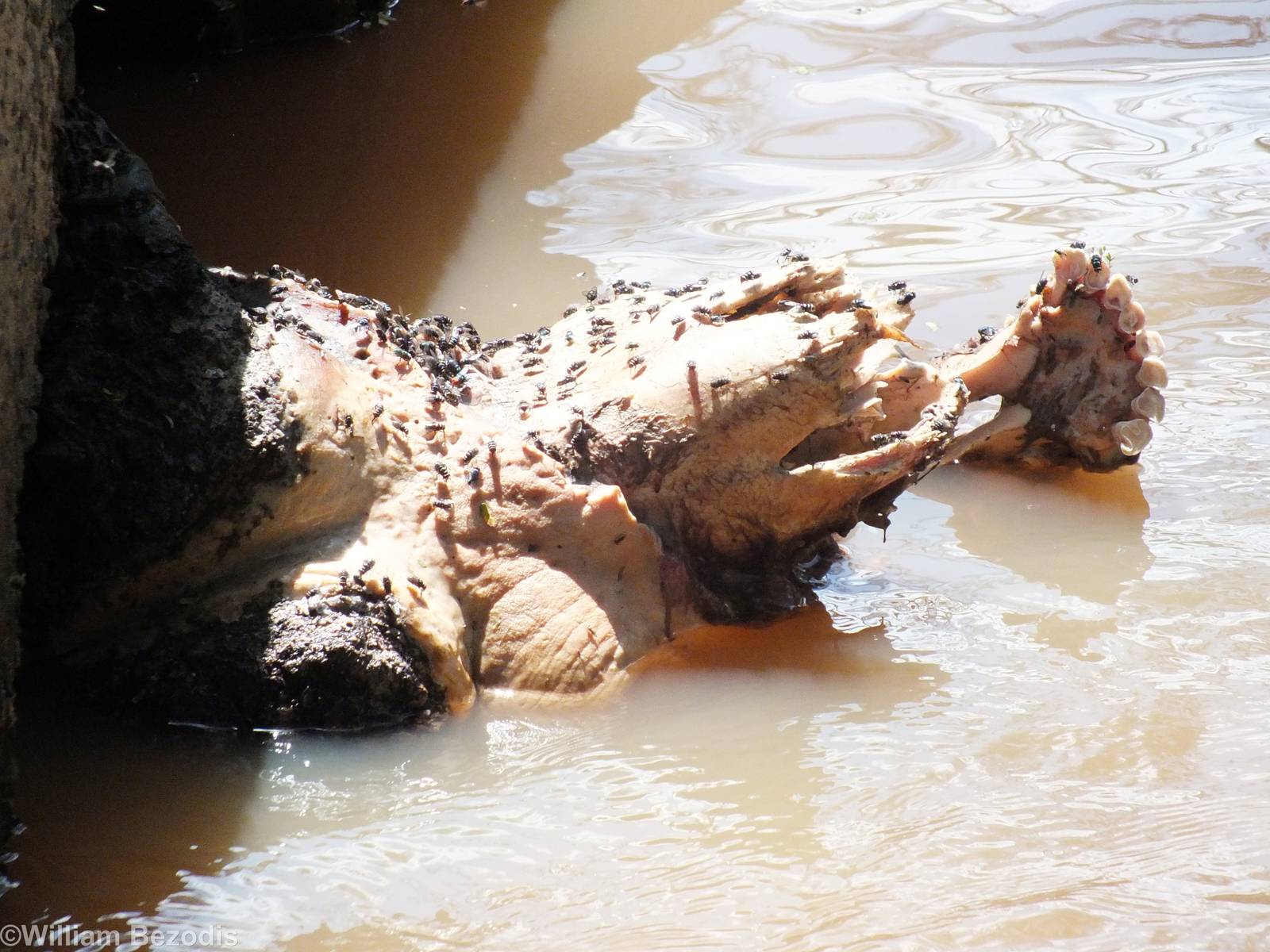 Dead Buffalo - Lake Nakuru