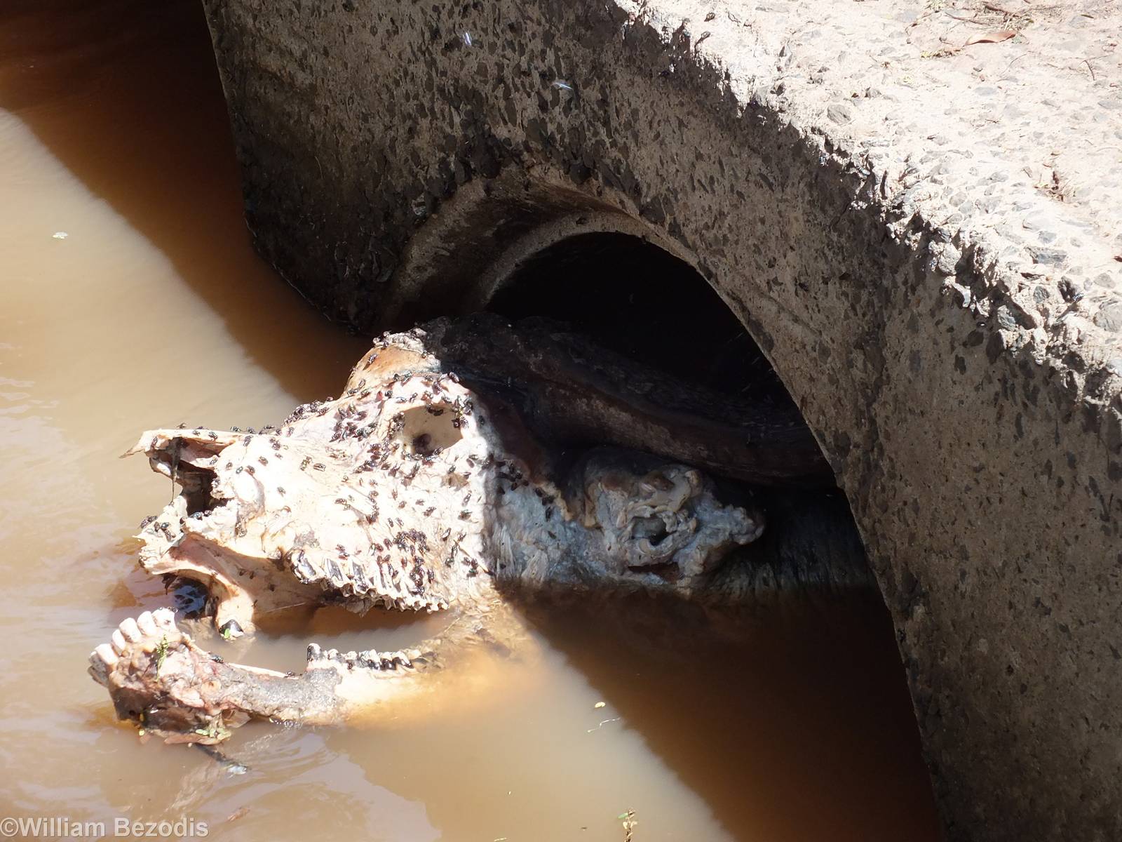 Dead Buffalo - Lake Nakuru