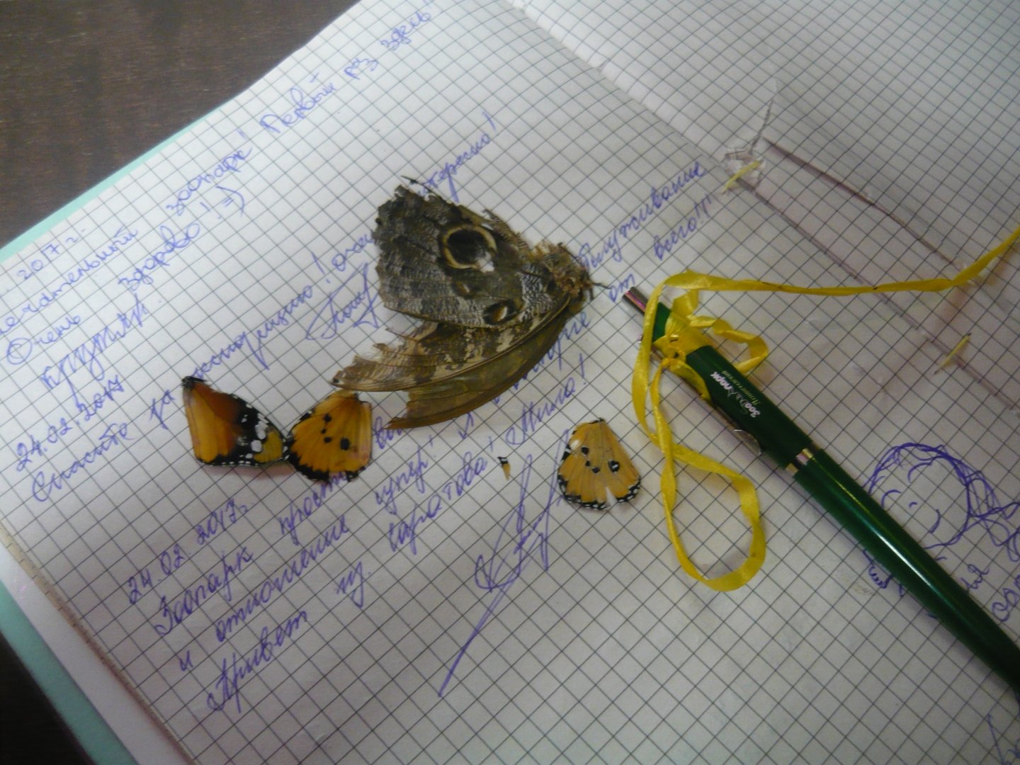 Dead butterflies on the guestbook