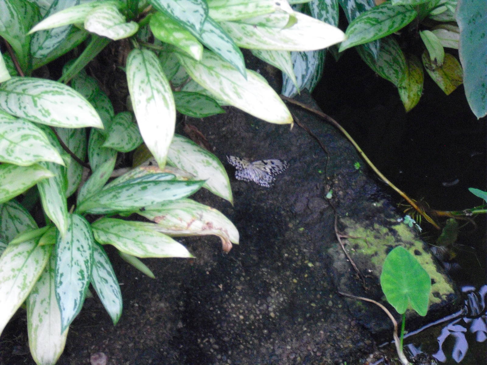 Dead Butterfly - 27/10/2011