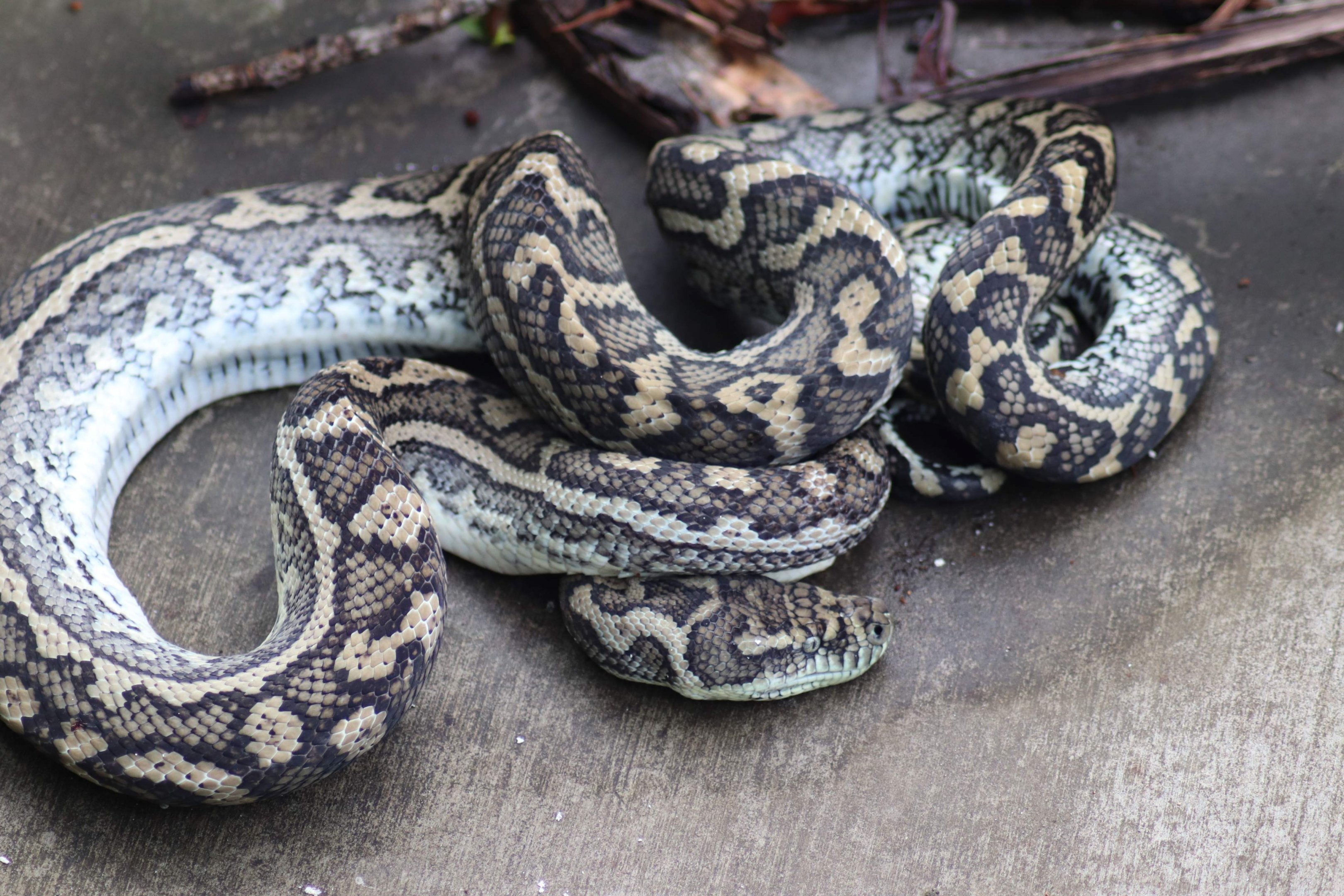 Dead Coastal Carpet Python (Morelia spilota mcdowelli)
